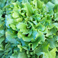 Endive Seeds Broadleaf Batavian Heirloom Non-GMO 50 Seeds for Home Garden Cichorium endivia
