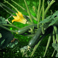 Black Beauty Zucchini Seeds 100 Count Heirloom Non-GMO Vegetable Seeds for Gardening
