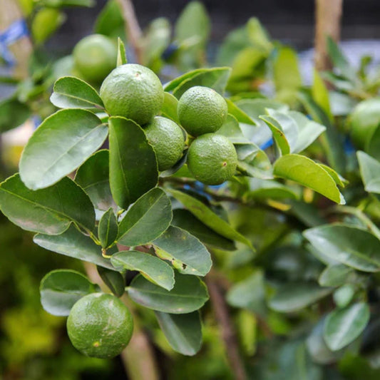 Key Lime Tree Seeds Citrus aurantiifolia Live Plant Starter Fruit Tree for Home Garden, Fast Growing Lime Plant