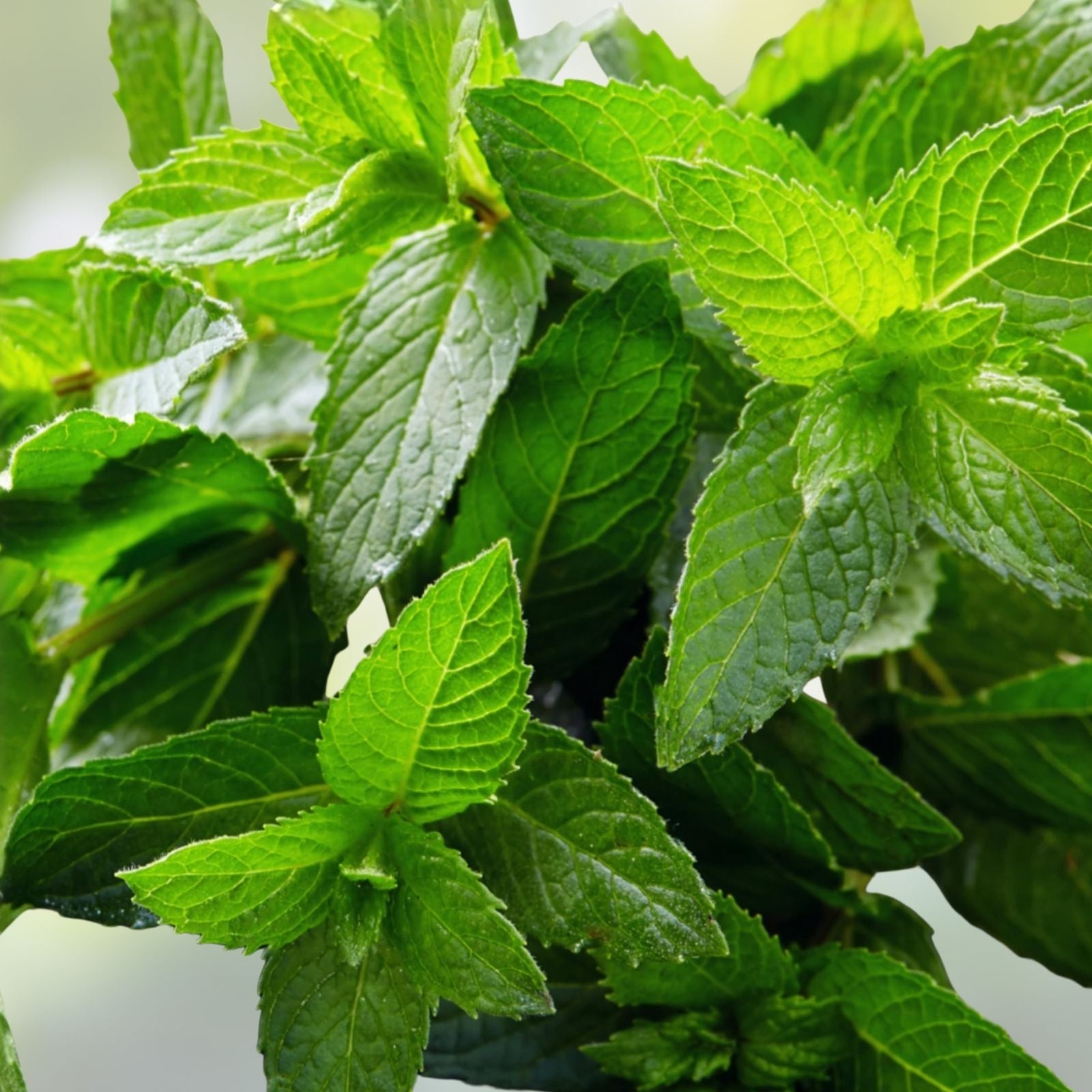 Peppermint Seeds 400 Count Non-GMO Heirloom Herb Mentha piperita for Gardening Cooking Houseplant Starter