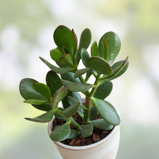 Jade Plant Succulent Cutting 4-6" Crassula ovata Indoor Houseplant Easy Care Low Light Non-GMO