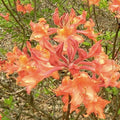 Aromi Azalea Lemonade Starter Plant Deciduous Rhododendron Garden Flower Live Plant