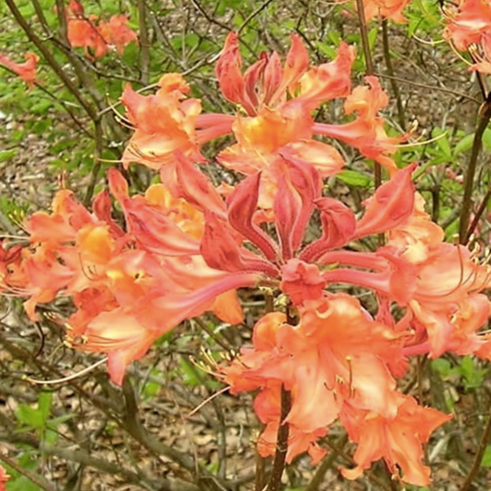 Aromi Azalea Lemonade Starter Plant Deciduous Rhododendron Garden Flower Live Plant