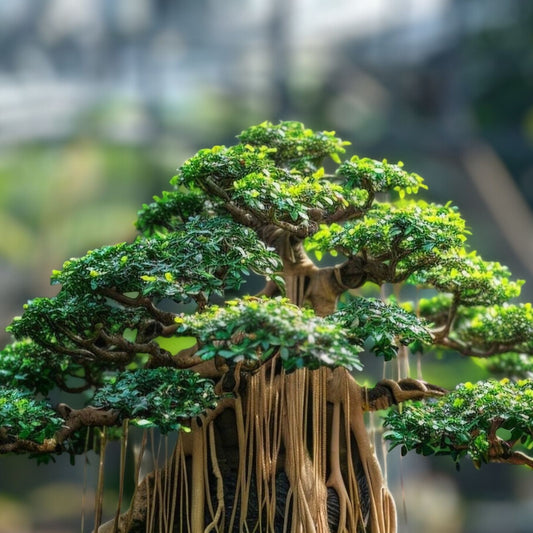 Indian Banyan Bonsai Tree Seeds - Ficus benghalensis Live Plant Starter, Gardening Supplies, Planting Kit