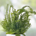 Rooted Ferns 20 Pack - Live Indoor Houseplants for Home Decor - Various Varieties