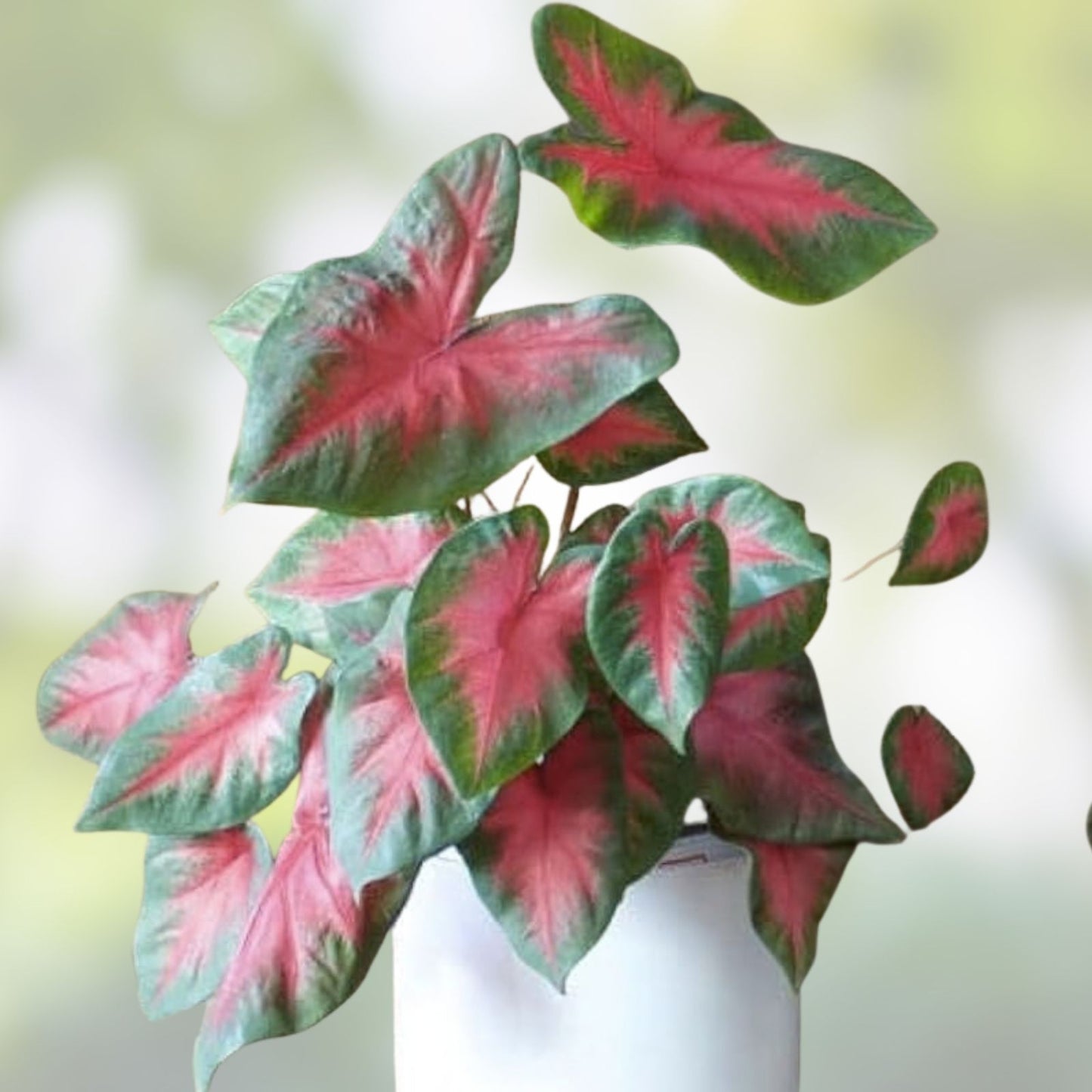 Caladium Bulbs 6 Pack, Colorful Foliage, Shade Garden, Perennial, Live Plant, Starter Bulbs, Hosta, Houseplant, Garden Plant