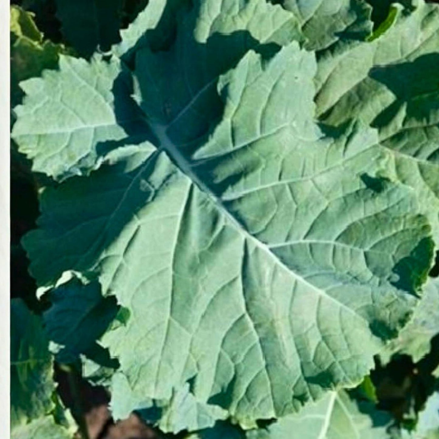 Kale Seeds Premier Variety Non-GMO Salad Cooking Brassica oleracea Live Plant Cutting Bare Root Starter Plant
