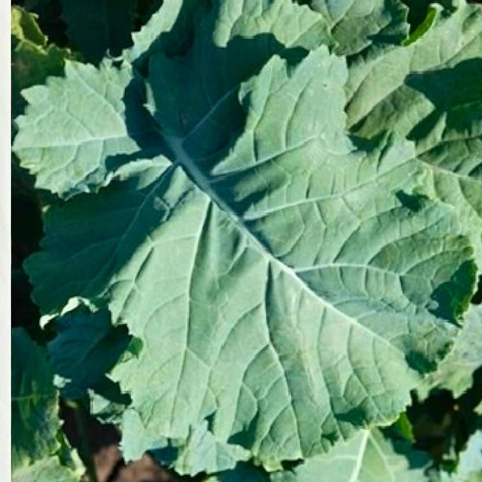Kale Seeds Premier Variety Non-GMO Salad Cooking Brassica oleracea Live Plant Cutting Bare Root Starter Plant