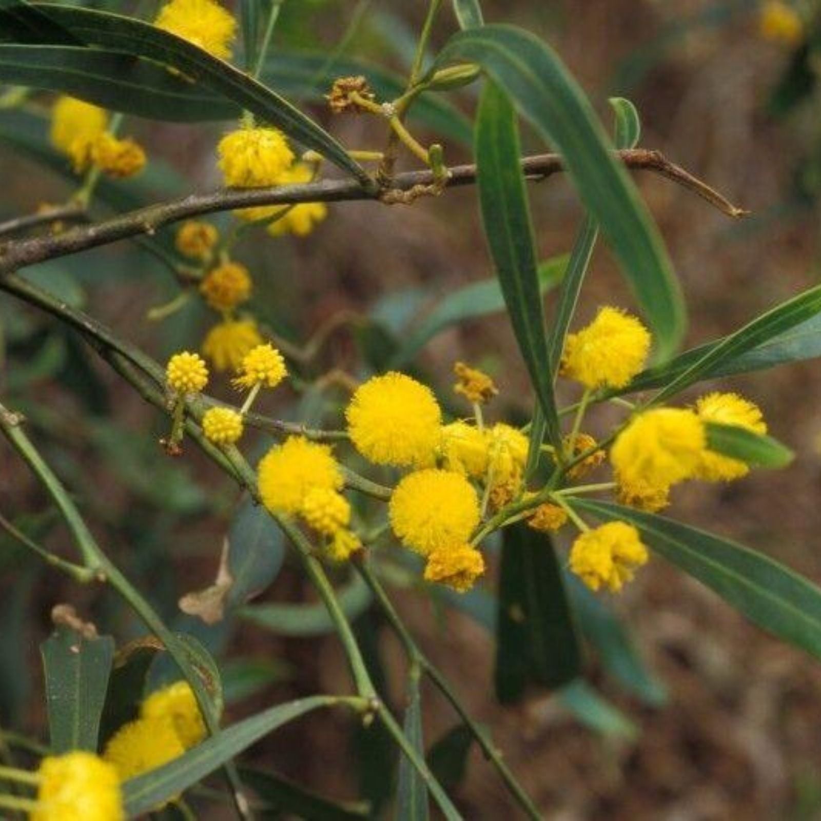 Shoestring Acacia Seeds – Drought Tolerant Fast-Growing Acacia stenophylla Tree Seeds for Landscaping – 30 Seeds