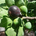 White Adriatic Fig Tree Cuttings Ficus carica Live Plant Starter Bare Root Houseplant Free US Shipping