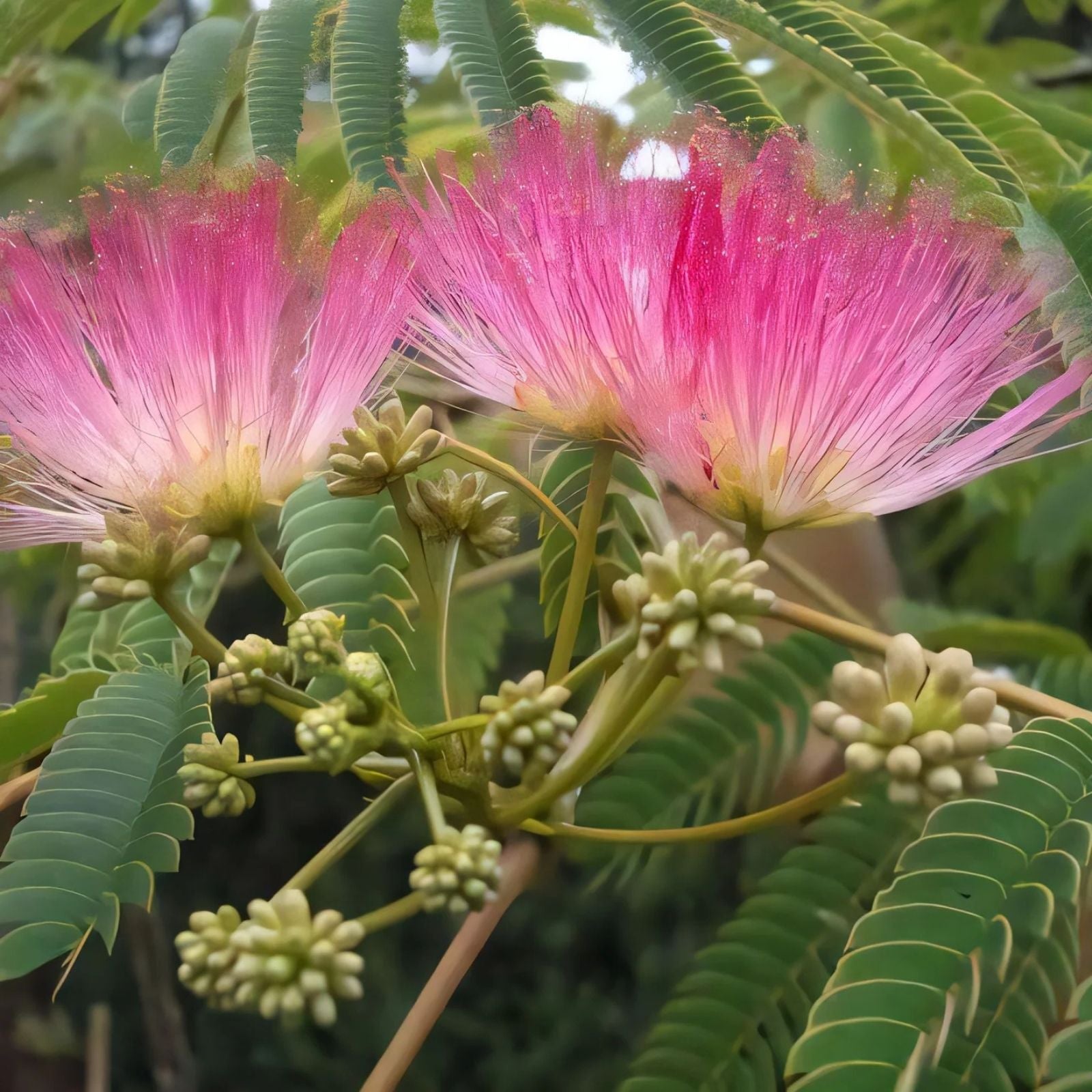 Pink Mimosa Tree Cuttings Albizia julibrissin Live Plant Starter Bare Root Pollinator Tree
