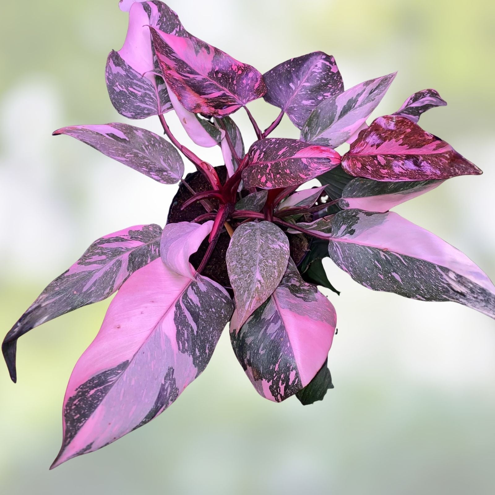 Philodendron Black Cherry Cutting - Live Tropical Houseplant - Rooted Philodendron spp.