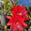 Epiphyllum Cuttings 8-10 inches Chanteuse Variety Unrooted Exotic Cactus Succulent Plant - Fast Growing