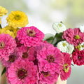 Zinnia Seeds for Planting – 250+ Cut and Come Back Vibrant Colors – Zinnia elegans Flower Seeds – Fast Growing Garden Flowers
