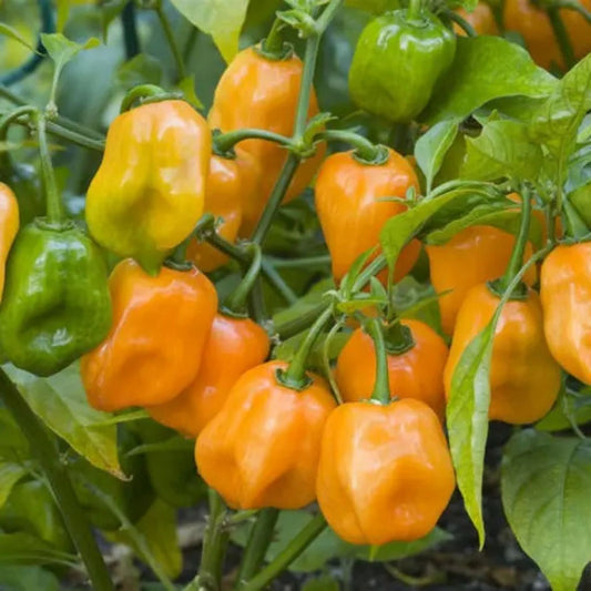Habanero Chile Pepper Seeds, Heirloom Capsicum chinense, Spicy Hot Pepper, Cooking, Fresh Use, Live Plant, Starter Seed Pack