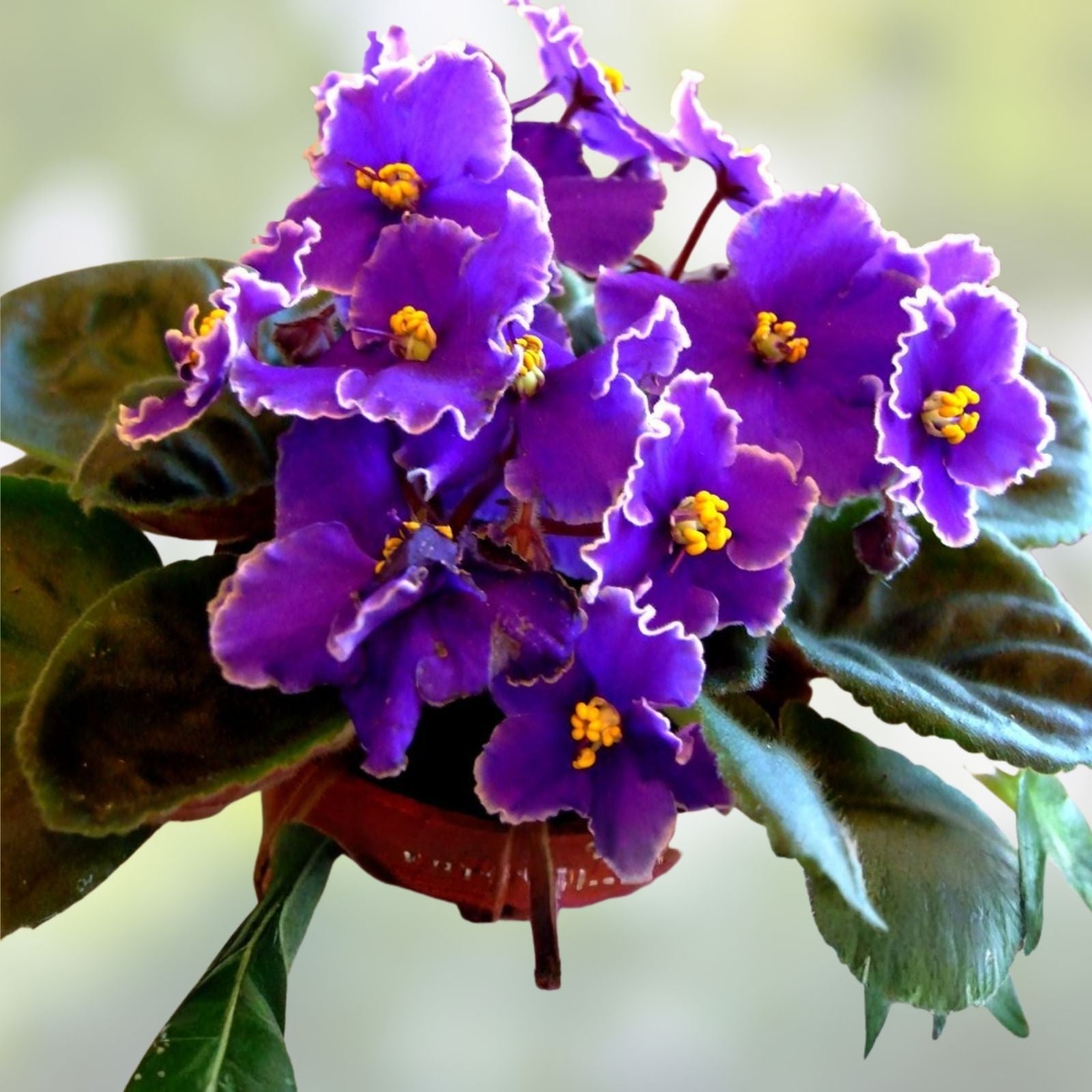 African Violet Leaf Cuttings Set of 5 Gesneriaceae Indoor Houseplant Starter Plants