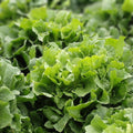 Collard Greens Seeds Georgia Southern Heirloom Non-GMO Brassica oleracea Vegetable Seeds 1000 Pack