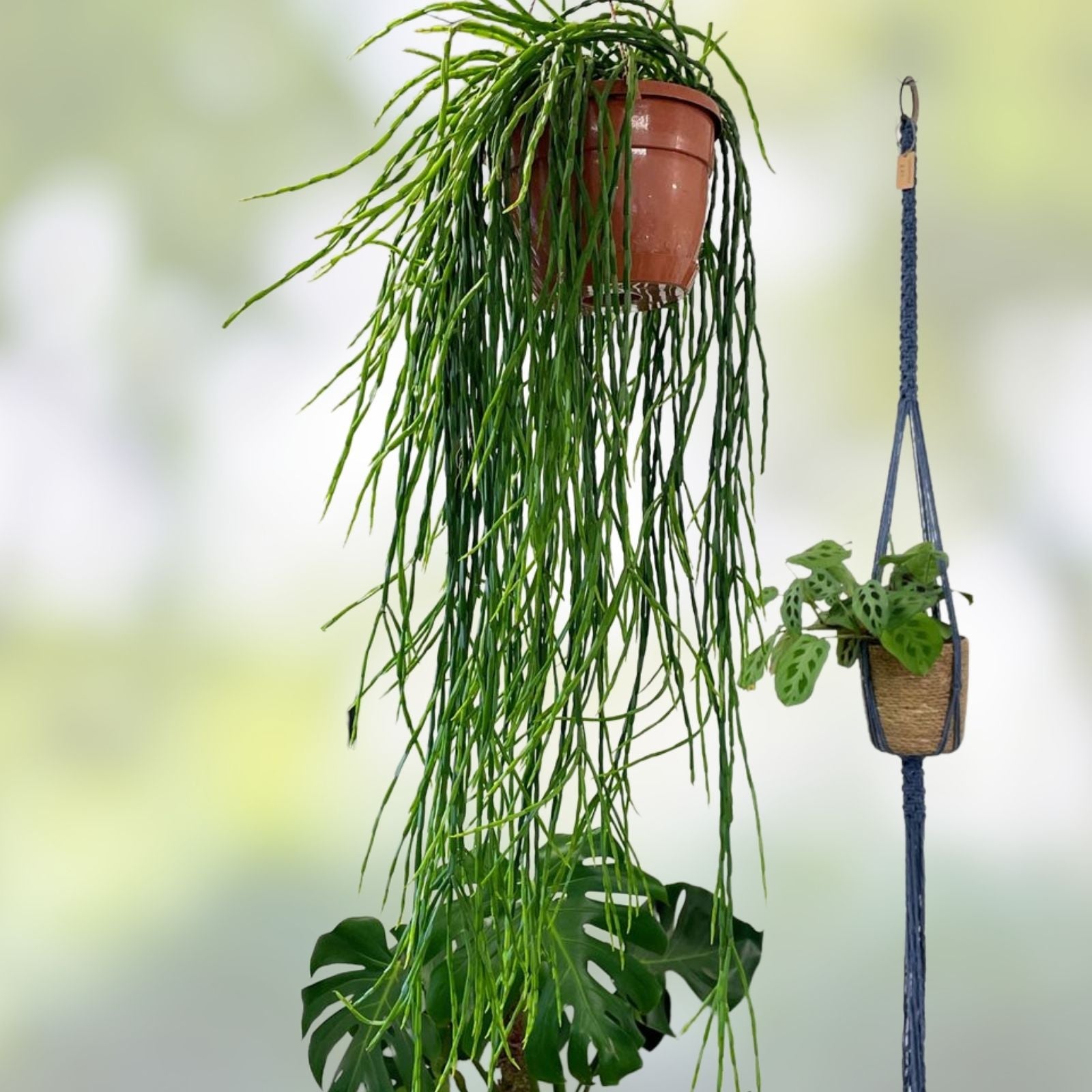 Rhipsalis Paradoxa ssp Septentrionalis Cutting 2 Pieces, Indoor Green Houseplant, Easy Care Succulent, 8" Long Live Plant