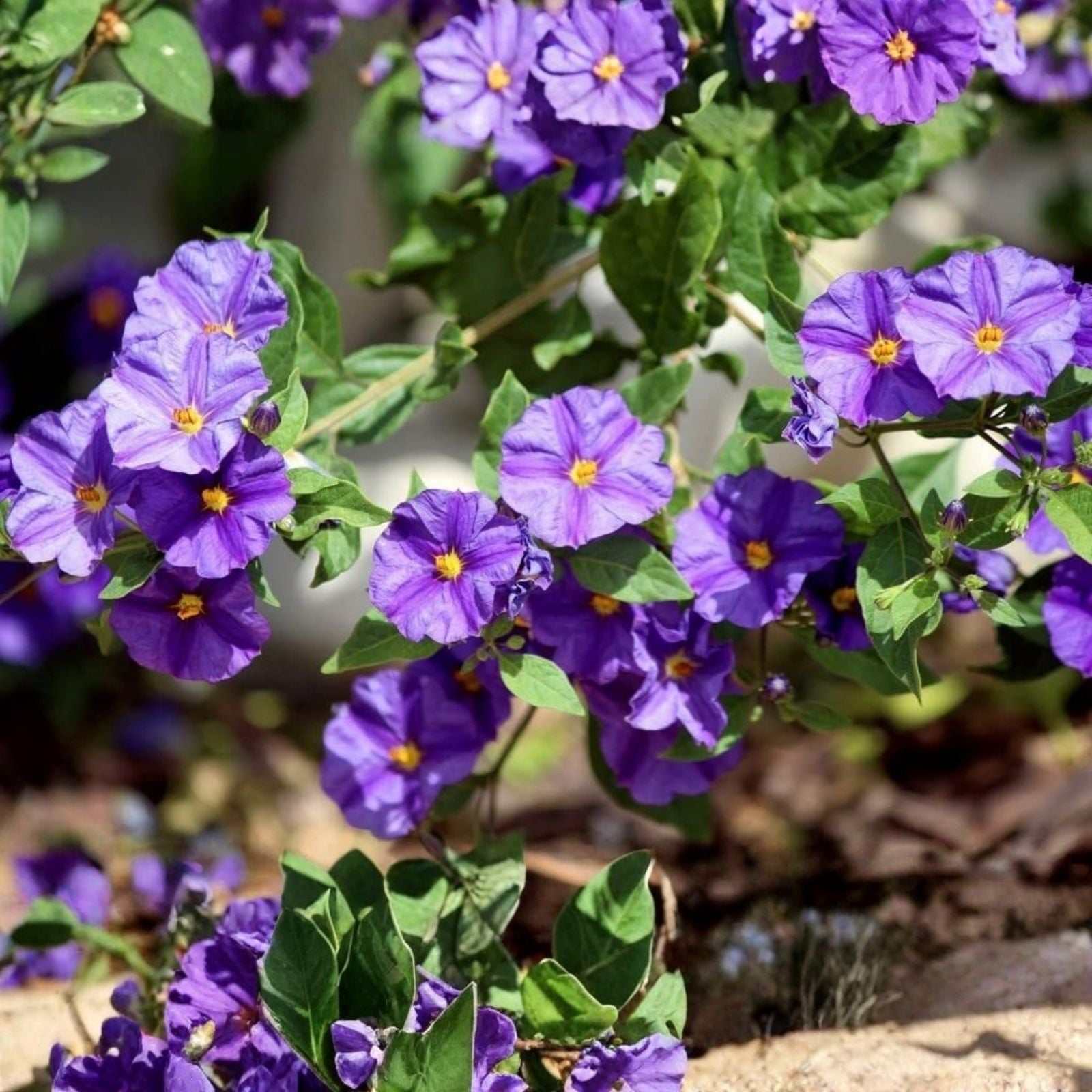Thunbergia erecta King's Mantle Purple Live Plant Cuttings 7 Pack, Houseplant, Garden Starter, Unrooted, Flowering Plant