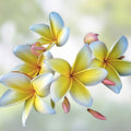 Rooted Plumeria Cutting Aztec Gold Tropical Frangipani Flowering Plant Live Starter Plant