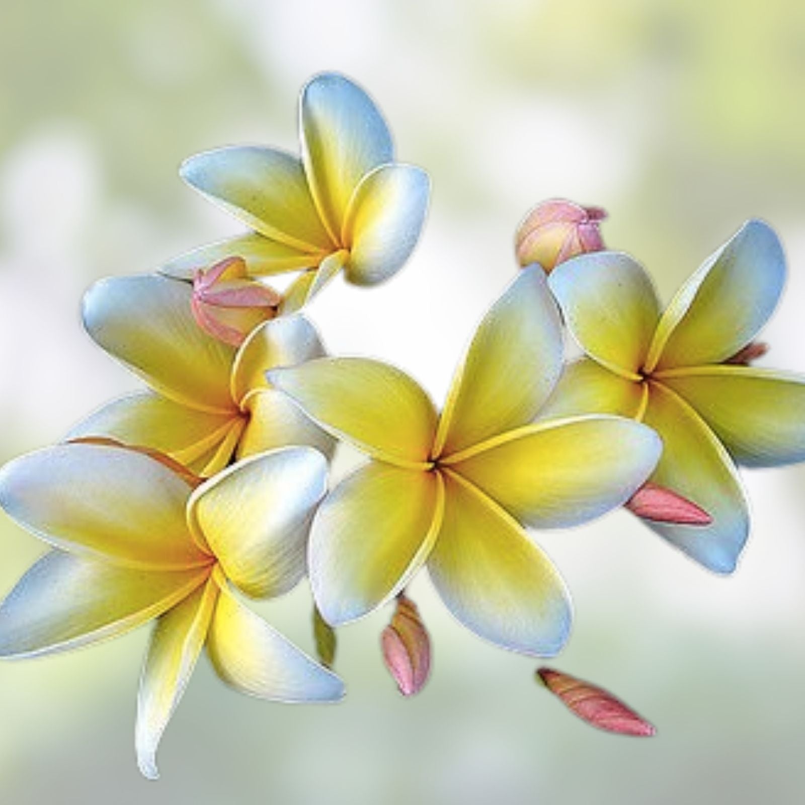 Rooted Plumeria Cutting Aztec Gold Tropical Frangipani Flowering Plant Live Starter Plant