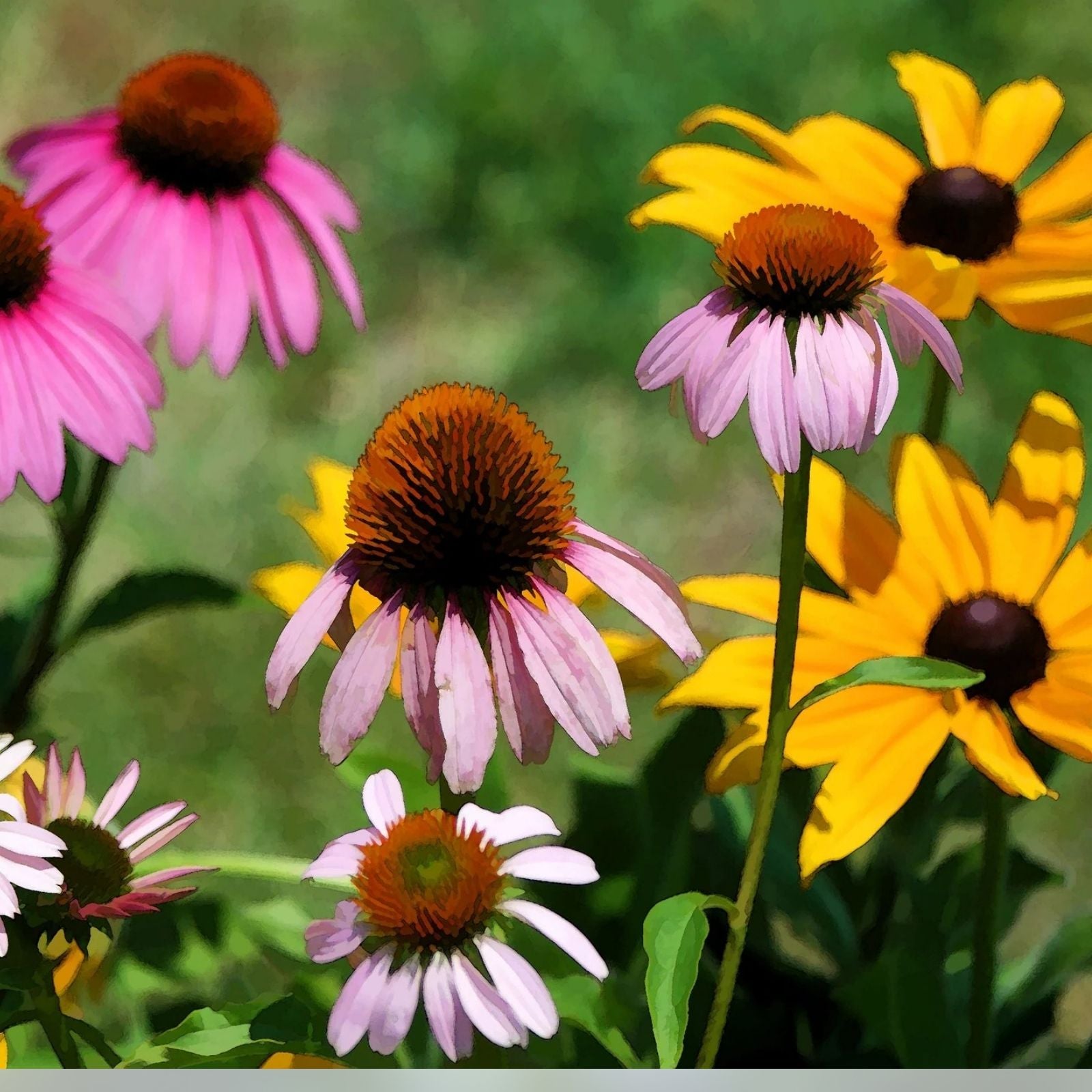 Wildflower Mix Seeds 200 Organic Perennial Native USA Pollinator-Friendly Flower Seeds for Garden, Bee, Butterfly, Wildflower Planting