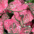 Japanese Cheesewood Tree Seeds 30 Pack | Pittosporum tobira Hardy Ornamental Plant for Gardens Landscaping