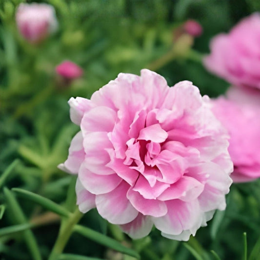 Moss Rose Cuttings Dancing Pink Portulaca Grandiflora Succulent Live Plant Propagation Bare Root Starter