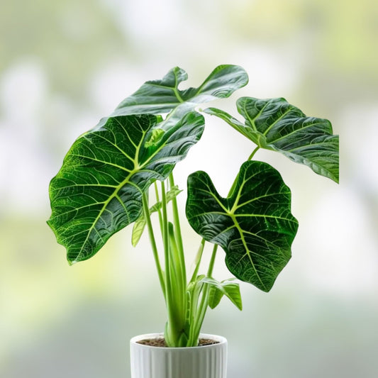 Green with Envy Alocasia Indoor Houseplant 12 oz, Live Decorative Plant for Home Décor