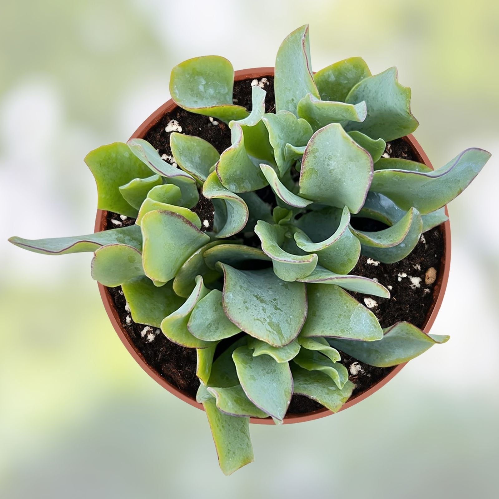 Crassula Undulatifolia Ripple Jade Succulent Cuttings 8 Pack Live Plants for Indoor Garden Decor