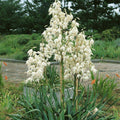 Adam's Needle Yucca Seeds - 100 Organic Yucca filamentosa Live Plant Cutting Bare Root Starter Plant