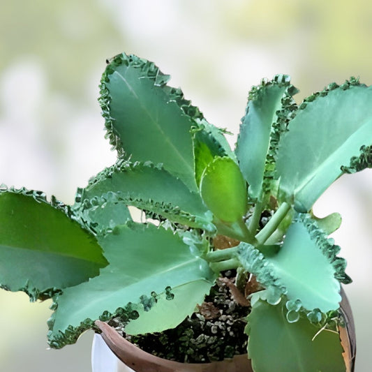 Mother of Thousands Plant with 30 Pups, Kalanchoe daigremontiana, Succulent Houseplant, Indoor Garden, Easy Care, Unique Foliage