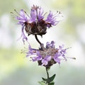 Cleveland Sage Plant 12" Live Blue Purple Salvia Clevelandii Drought Tolerant Fragrant Herb Flower