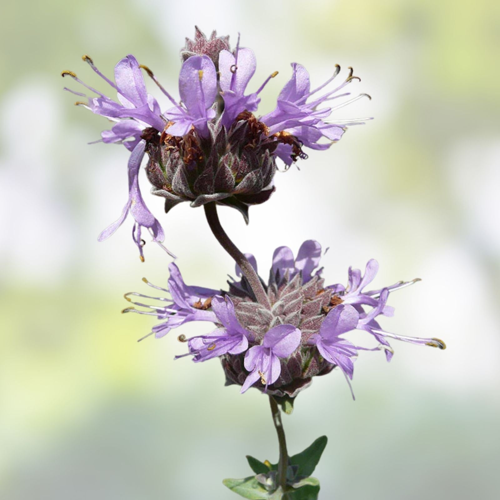 Cleveland Sage Plant 12" Live Blue Purple Salvia Clevelandii Drought Tolerant Fragrant Herb Flower