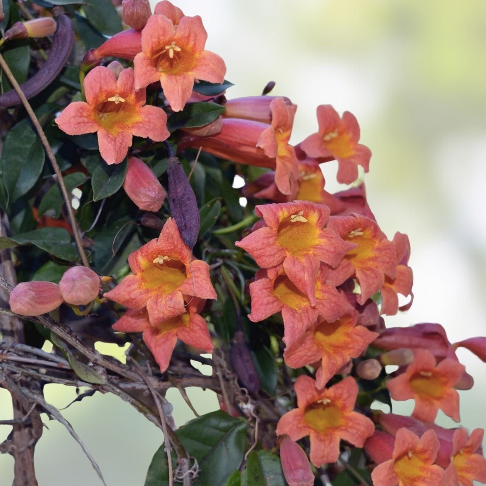 Bignonia Tangerine Beauty Crossvine Starter Plant - Butterfly Attracting Garden Climber, Live Plant, Garden Decoration