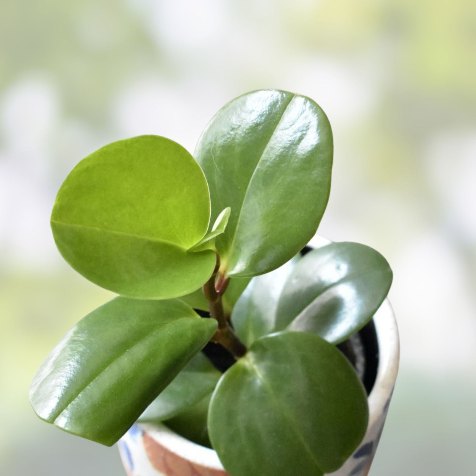 Baby Rubber Plant Cutting - Ficus elastica Indoor Houseplant, Easy Care, Rooted Starter Plant, Non-GMO