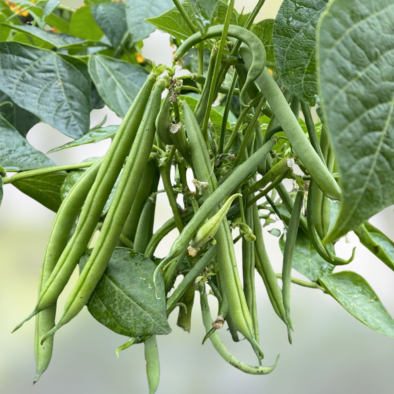 Green Bean Seeds Jade Bush Non-GMO Phaseolus vulgaris Bulk 100 Starter Plants Live Plant Cutting