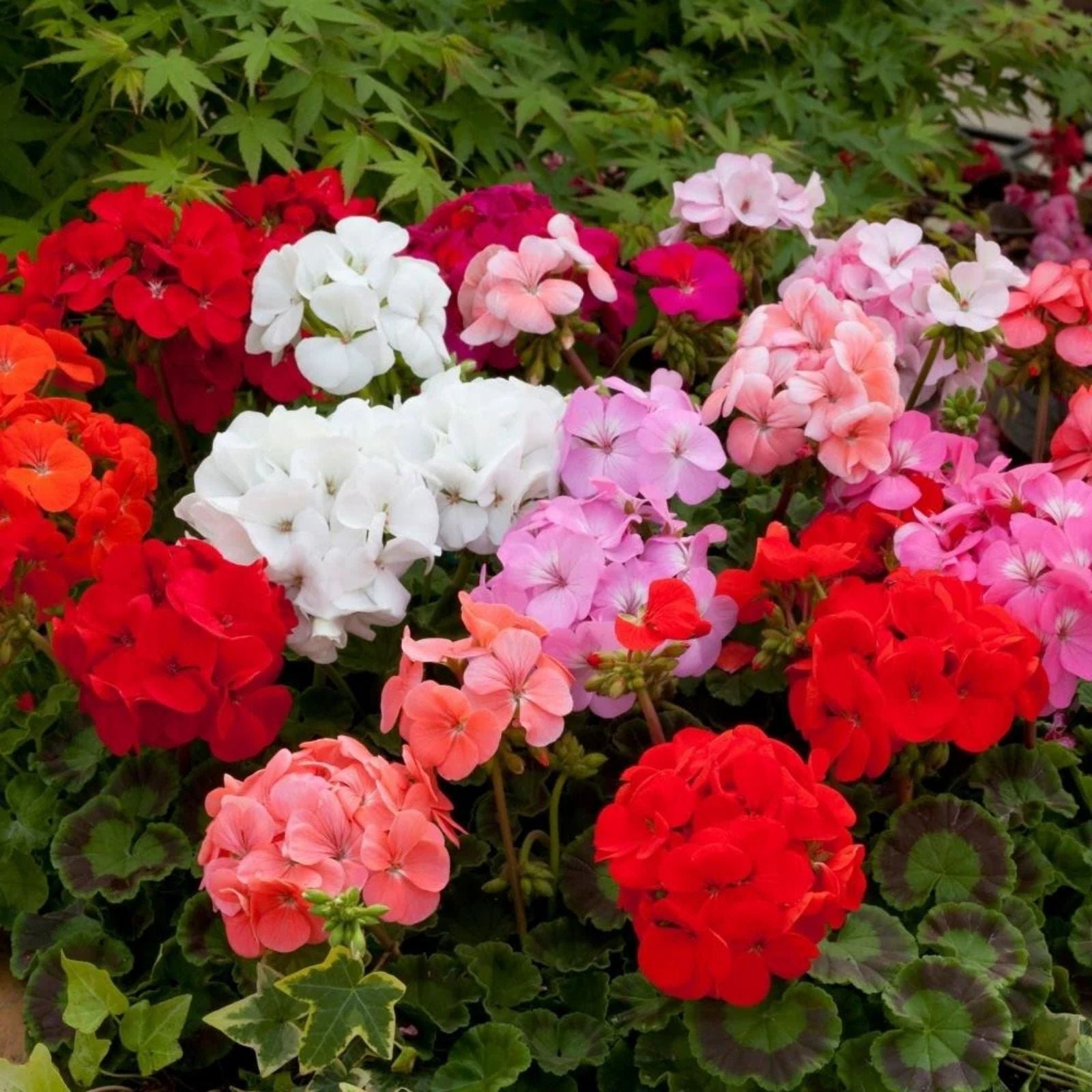 Geranium Cuttings 6-Pack Brilliant Orange Salmon Pelargonium x hortorum Live Plant Propagation Garden Starter
