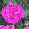 Purple Pink Pelargonium Zonal Geranium Live Plant Starter Cuttings 12x6" | Garden Flower Houseplant