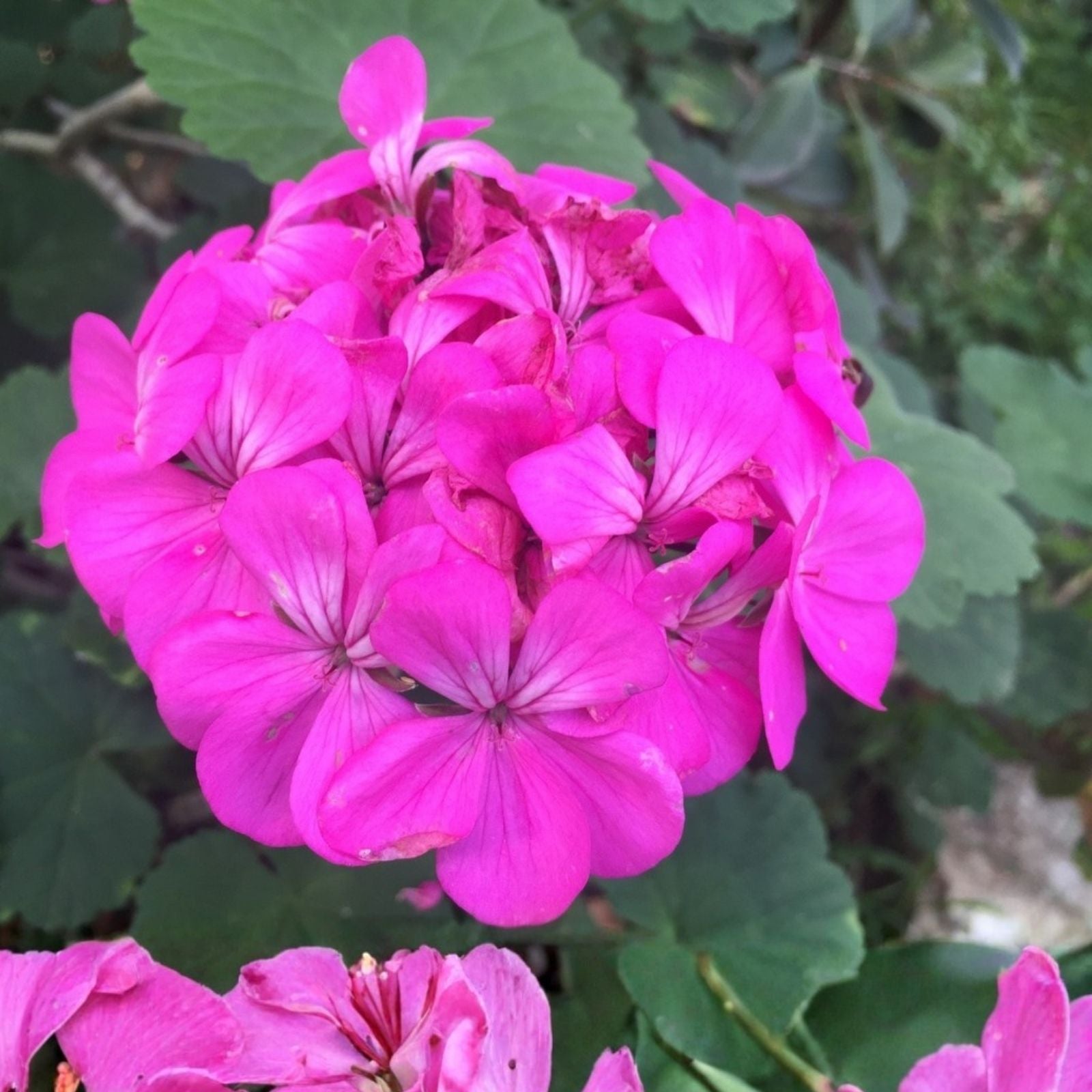 Purple Pink Pelargonium Zonal Geranium Live Plant Starter Cuttings 12x6" | Garden Flower Houseplant
