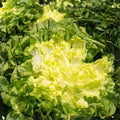 Endive Lettuce Seeds 500 Pack - Broadleaf Batavian Heirloom Non-GMO Vegetable Seeds for Home Garden