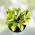 Variegated Jade Succulent Cuttings Lemon Lime Tri-Color Crassula Ovata - Fresh Stock