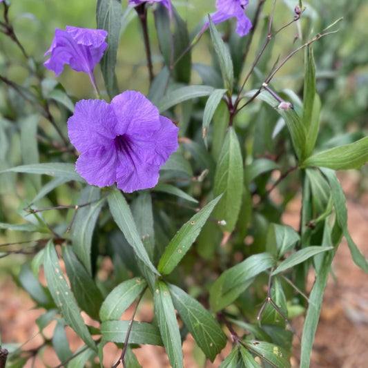 Mexican Petunia Cuttings Ruellia simplex Live Plant 12 Stems Vibrant Purple Flowers Houseplant Propagation