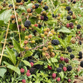 Southern Blackberry Plants Rubus fruticosus Thornless Live Plants 2-3ft Fruit-bearing Organic Blackberry Bushes