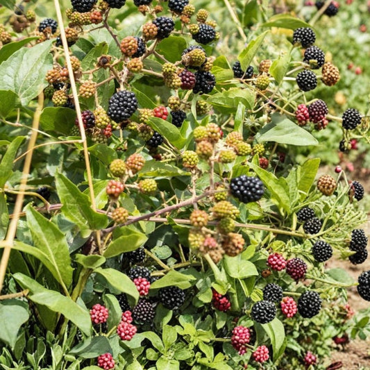 Southern Blackberry Plants Rubus fruticosus Thornless Live Plants 2-3ft Fruit-bearing Organic Blackberry Bushes