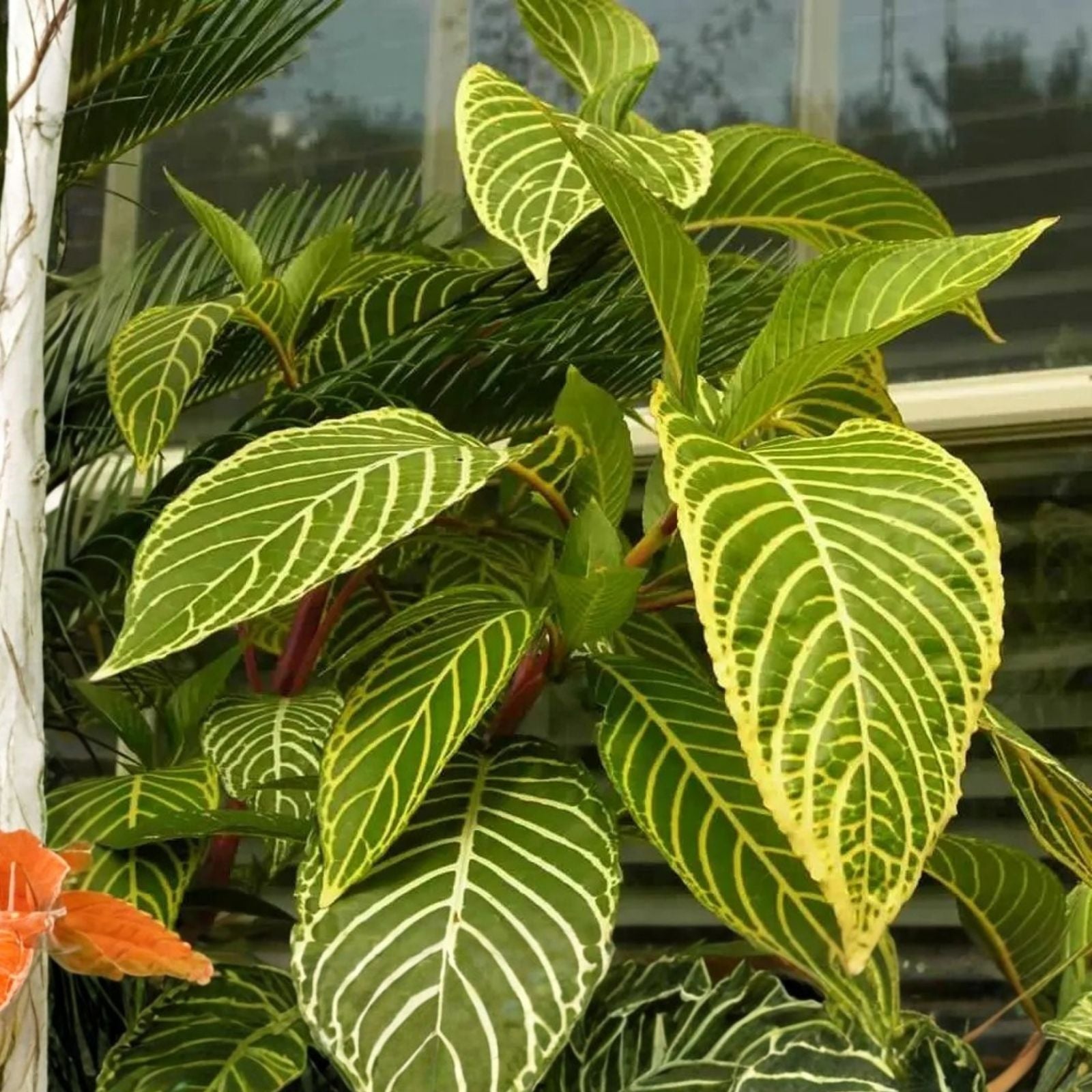Sanchezia Speciosa Cutting Tropical Foliage Plant Indoor Houseplant Starter Live Plant Gardening Collection