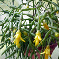 Rhipsalis sulcata Cutting 4 Inches Indoor Succulent Plant with Yellow/White Flowers, Branching Houseplant