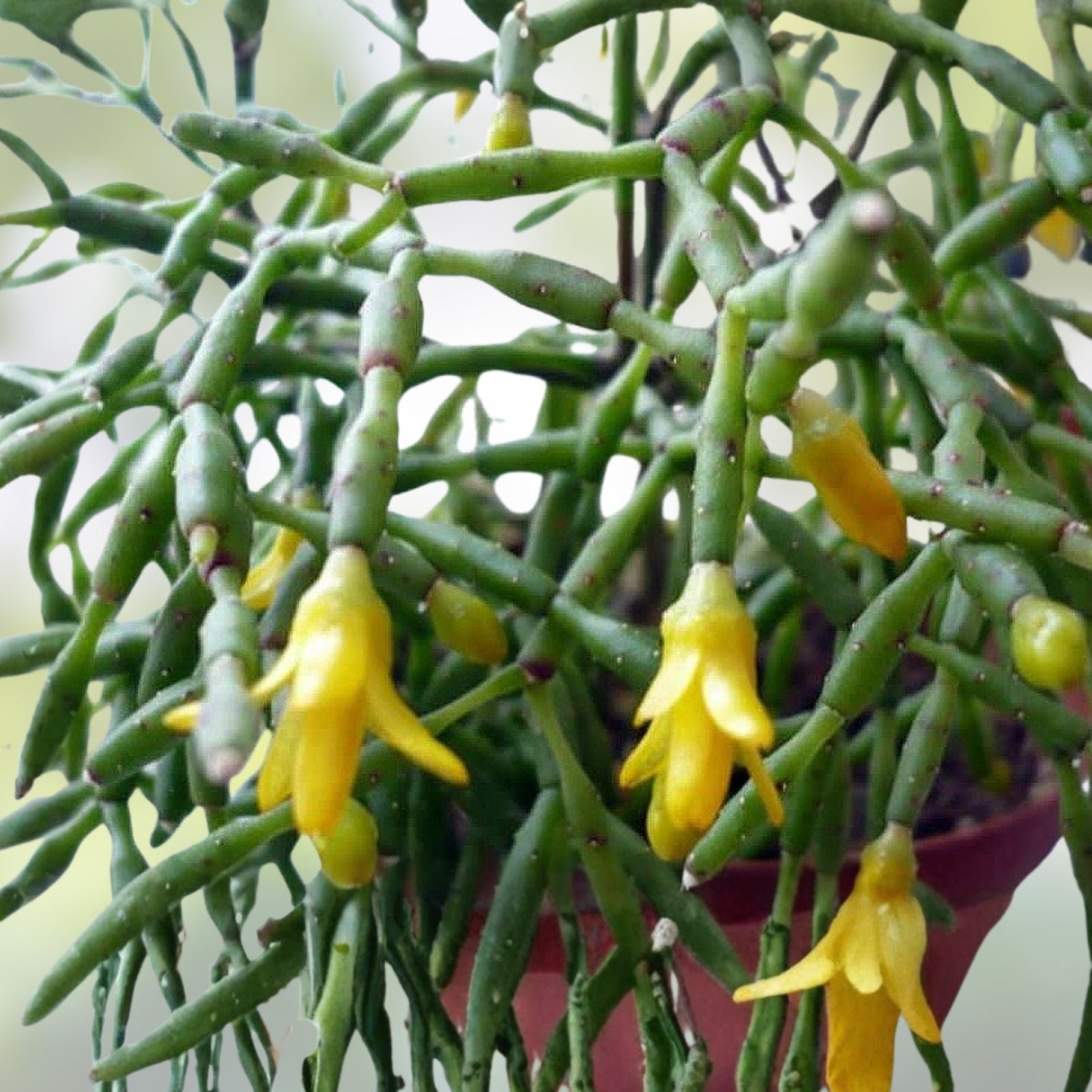 Rhipsalis sulcata Cutting 4 Inches Indoor Succulent Plant with Yellow/White Flowers, Branching Houseplant