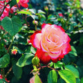 Cherry Parfait Grandiflora Rose Cuttings 5-8" Live Plant Starter 3 Stems for Garden or Floral Arrangements