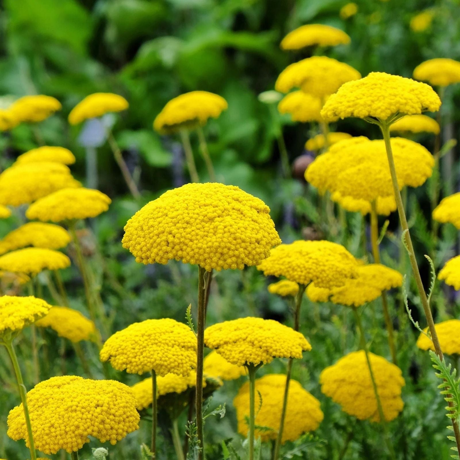 Yarrow Seeds Golden Eriophyllum confertiflorum Medicinal Herb Tea Plant Bare Root Starter Live Plant